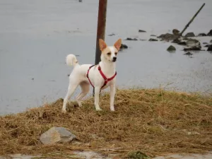 Bild 19: Ferienhaus Princesa- Urlaub mit Hund