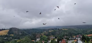 Bild 6: Ferienwohnung Brockenblick im Oberharz