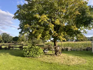 Über 3000 m2 Garten zum tollen und spielen