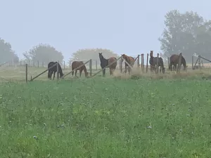 Unsere Pferde auf der Koppel
