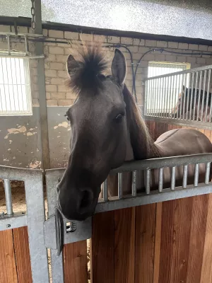 Ponyreiten für Kinder