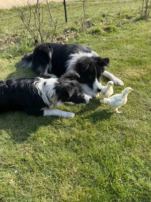 Merlin und Hermine, Australien Shepperds/ Border Mixe, wohnen unten im Haus