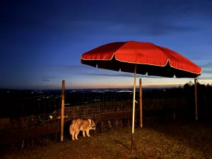 Bild 7: Ferienhaus Schwarzwald – Hund & 1,50 m Zaun + Gratis DreiWeltenCard