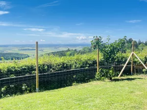 Bild 1: Hundeurlaub Schwarzwald – 1,50 m Zaun & Panoramablick