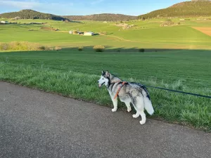 Bild 11: Hundeurlaub Schwarzwald – 1,50 m Zaun & Panoramablick