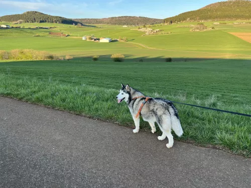 Entdecke den Schwarzwald