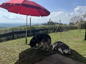 Hunde im Garten Hunde im Garten