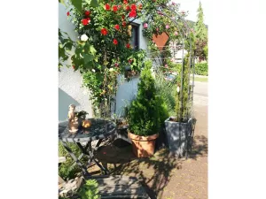 Bild 12: Fewo ROSENTRAUM Oberotterbach Südliche Weinstraße