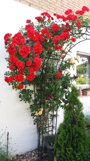 Bild 13: Fewo ROSENTRAUM Oberotterbach Südliche Weinstraße