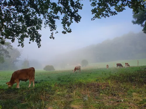 Weiden im Schwarzachtal