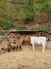 Ferien auf dem Bauernhof Ferien auf dem Bauernhof