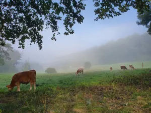 Weiden im Schwarzachtal Weiden im Schwarzachtal