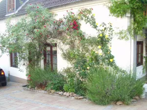 Im Sommer von Rosen umgeben und im Herbst gibt es leckere Weintrauben zu naschen. Hier kann man auch gerne in der Sonne einen Kaffee genießen oder Abends noch ein Glas Wein