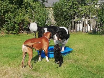 Ferienwohnung in Rathmannsdorf: Ferienhof Höhensonne - Urlaub mit Hund in der Sächsische Schweiz