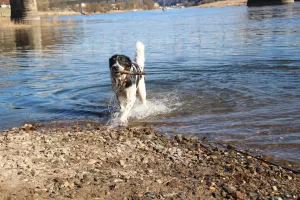 Bild 6: Urlaub mit Hund in der Sächsischen Schweiz - Ferienhof Höhensonne