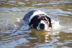 Bild 5: Urlaub mit Hund in der Sächsischen Schweiz - Ferienhof Höhensonne