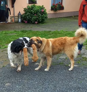 Bild 1: Urlaub mit Hund in der Sächsischen Schweiz - Ferienhof Höhensonne