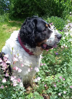 Bild 15: Urlaub mit Hund in der Sächsischen Schweiz - Ferienhof Höhensonne