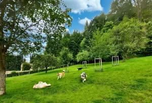 Zur Anlage gehört eine große eingezäunte Hundewiese mit kleinem Hundespielwald