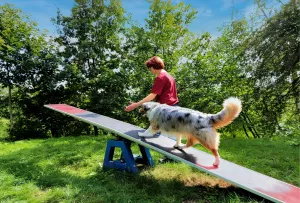 Am Ende der 2. Hundewiese befindet sich der Hobby-Agilityplatz