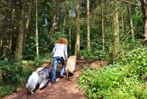 Der Eingang zum Waldstück auf der grossen Hundewiese