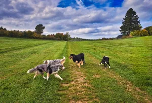 Bild 21: Hundebadezimmer, eingezäunter Garten, Veranda, Balkon: Brangs Eulenbüsch: