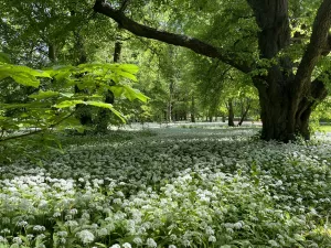 Putbuser Park