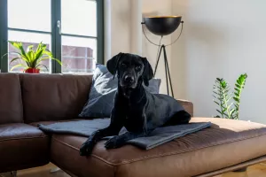 Bild 7: König Albert Residenz