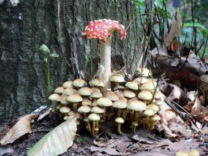 im Schrammsteingebiet