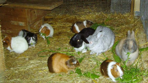Unser Wintergehege für Meerschweinchen und Kaninchen